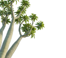 Madagascar palm tree corner view, cutout, transparent background, isolate, Unique spiny tree branches with vibrant green leaves reaching upwards
