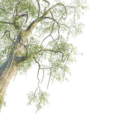 Moringa thouarsii tree corner view, cutout, transparent background, isolate, Vibrant moringa tree branches with hanging seed pods in sunlight