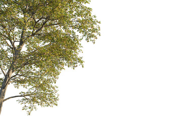 Ostrya virginiana tree corner view, cutout, transparent background, isolate, Vibrant autumn tree branches with lush foliage, perfect for nature scenes