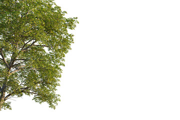 Ostrya virginiana tree corner view, cutout, transparent background, isolate, Lush green tree branches with vibrant leaves, perfect for nature scenes
