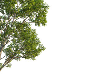 Populus maximowiczii tree corner view, cutout, transparent background, isolate, Lush green tree branches with vibrant foliage create natural beauty