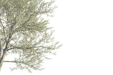 Prunus avium tree corner view, cutout, transparent background, isolate, Blooming tree with delicate white blossoms brings spring beauty to your designs