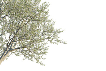 Prunus avium tree corner view, cutout, transparent background, isolate, Blooming spring tree branches with delicate white blossoms and green leaves