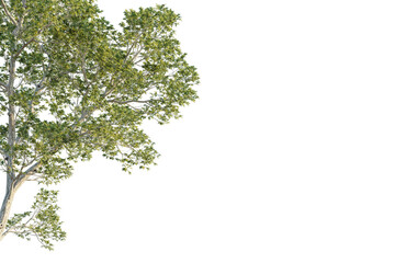 Obraz premium Quercus laevis tree corner view, cutout, transparent background, isolate, Lush green deciduous tree branches with detailed leaves and bark