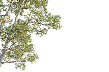 Quercus laevis tree corner view, cutout, transparent background, isolate, Lush green tree branches with detailed bark texture reaching outwards