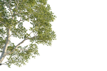 Quercus laevis tree corner view, cutout, transparent background, isolate, Lush green tree branches with detailed bark and leaves reach outward