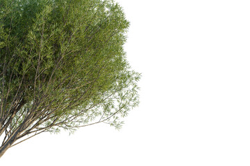 Salix fragilis tree corner view, cutout, transparent background, isolate, Vibrant green willow tree branches with delicate leaves and textured bark