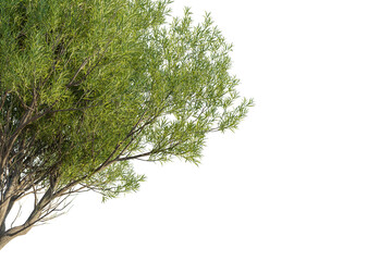 Salix fragilis tree corner view, cutout, transparent background, isolate, Lush green tree branches with detailed bark create natural beauty