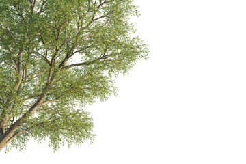 Salix matsudana tree corner view, cutout, transparent background, isolate, Vibrant green tree branches with detailed leaves, perfect for nature scenes