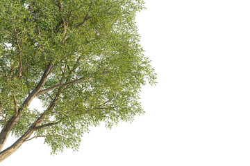 Salix matsudana tree corner view, cutout, transparent background, isolate, Lush green tree branches with detailed bark, perfect for nature scenes