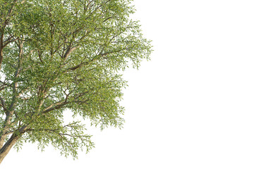 Fototapeta premium Salix matsudana tree corner view, cutout, transparent background, isolate, Realistic lush green tree branches with detailed leaves, perfect for design