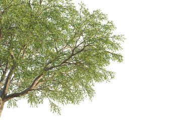 Salix matsudana tree corner view, cutout, transparent background, isolate, Lush green tree branches with detailed leaves, perfect for nature scenes.