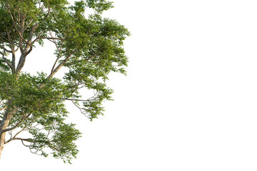 Ulmus lamellosa tree corner view, cutout, transparent background, isolate, Lush green tree branches with vibrant leaves, ready for design