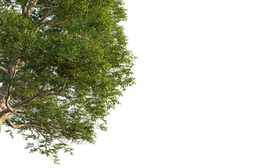 Ulmus lamellosa tree corner view, cutout, transparent background, isolate, Lush green tree branches with detailed leaves, perfect for nature scenes