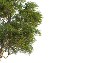 Ulmus lamellosa tree corner view, cutout, transparent background, isolate, Vibrant green leafy tree branch reaching out, perfect for nature scenes