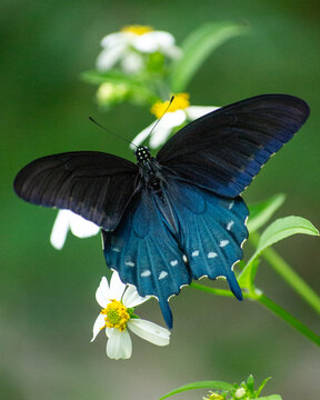 Pipevine Swallowtail