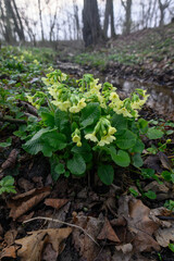 Yellow primrose flowers growing by a small stream in spring.
