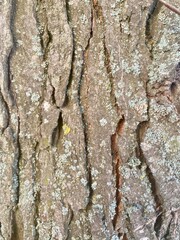 Textured bark of a tree