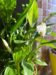 white flower of spatifillum in green leaves