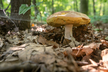 Edible bolete mushroom growing in a deciduous forest.

