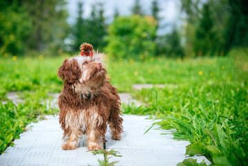 Fototapete bei efototapeten.de bestellen   
