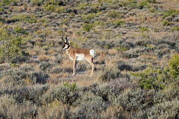 Antelope in prairie  in southern Utah