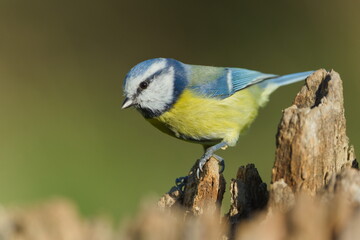 Eurasian Blue Tit (Cyanistes caeruleus) perched on a tree stump in sunlight, common bird species in the Czech Republic
