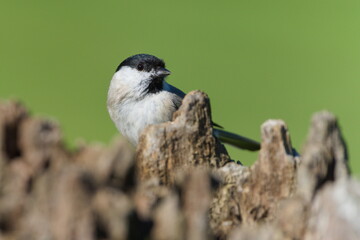 Marsh Tit (Poecile palustris) perched on old tree stump, common bird species in the Czech Republic.