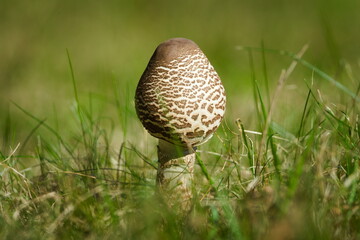 Parasol Mushroom (Macrolepiota procera) young fruiting body in grassland