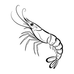 Detailed black line art showcases a stylized shrimp against a clean white background.