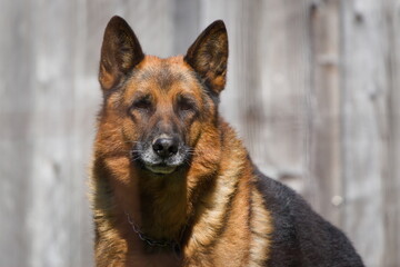 German Shepherd (Canis lupus familiaris) portrait in sunlight with wooden background, common pet species in the Czech Republic