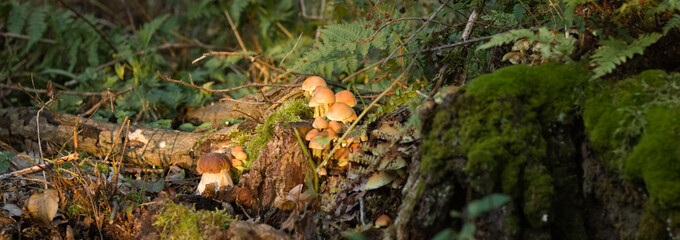 Mushroom in the forest, Boletus edulis in the forest, green forest landscape