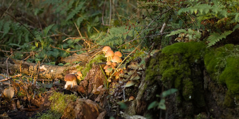 Mushroom in the forest, Boletus edulis in the forest, green forest landscape