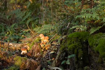 Mushroom in the forest, Boletus edulis in the forest, green forest landscape