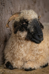 Naklejka premium Close-up of a sheep’s head with white fleece and a black face. 