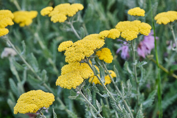 Close up of yernleaf Yarrow