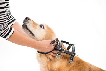 Golden retriever being fitted with a black harness by a person in casual clothing indoors