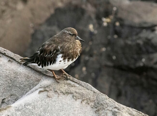 Shorebird