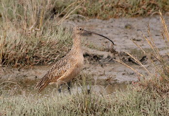Curlew