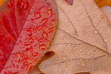 autumnal  leaves covered with rain drops on ground in park at november