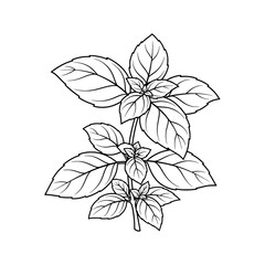 Basil Plant Illustration: A detailed, line-art illustration of a fresh basil plant, showcasing the intricate patterns of its leaves and stem.