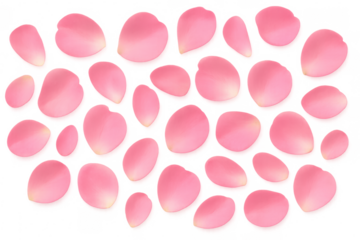 Pink rose petals falling on transparent background