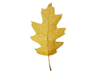 A leaf is shown on a white background