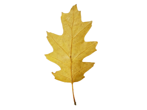 A leaf is shown on a white background