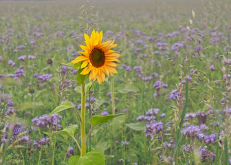 A yellow sunflower is standing in a field of purple flowers
