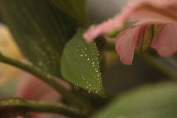 Soft focur blurred close-up pink pastel flower, green leaf with water drop. Macro smoke natural background.
