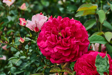 pink rose bush