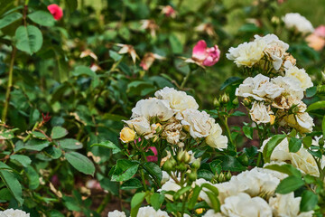 white and pink flowers