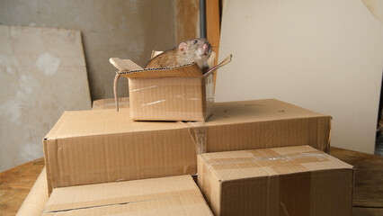 Gray rat on brown corrugated cardboard packaging boxes in a product warehouse.