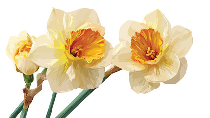 Fototapeta premium Elegant Daffodil Vector Design for Stock Use